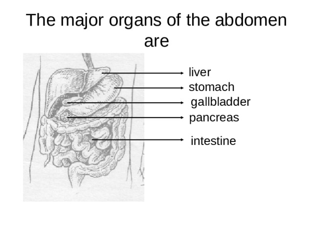 The major organs of the abdomen are liver stomach gallbladder pancreas intestine