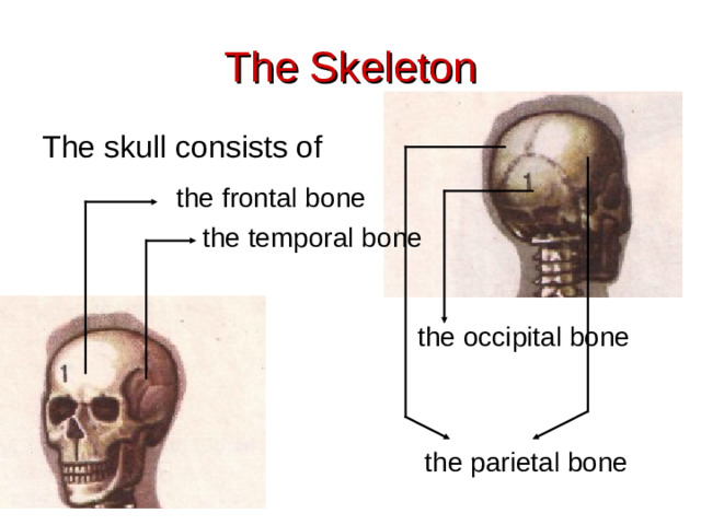 The Skeleton The skull consists of the frontal bone the temporal bone the occipital bone the parietal bone
