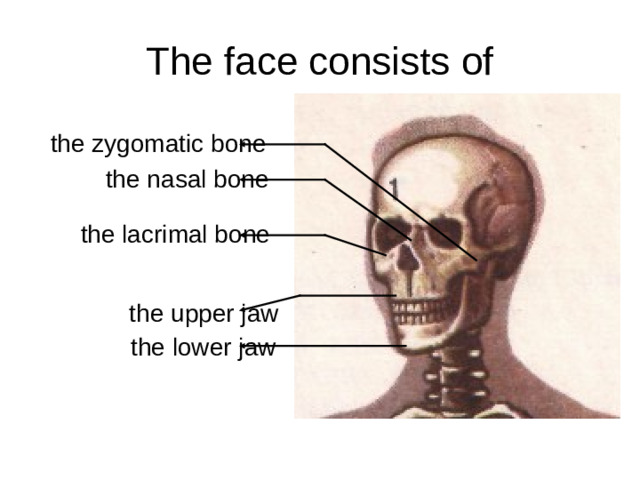 The face consists of the zygomatic bone the nasal bone the lacrimal bone the upper jaw the lower jaw