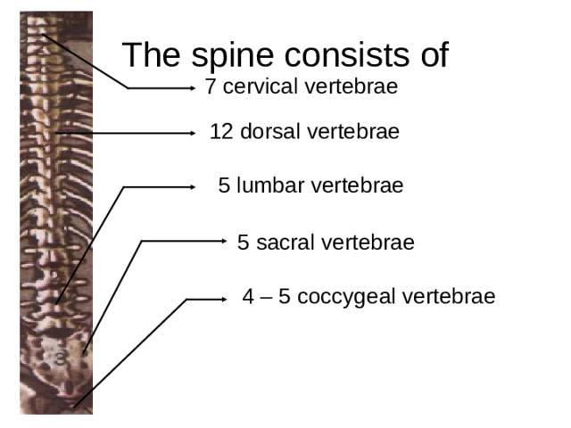 The spine consists of 7 cervical vertebrae  12 dorsal vertebrae 5 lumbar vertebrae  5 sacral vertebrae 4 – 5 coccygeal vertebrae