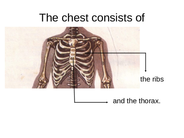 The chest consists of the ribs and the thorax.