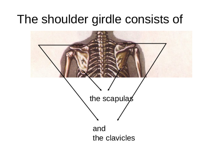 The shoulder girdle consists of the scapulas and the clavicles