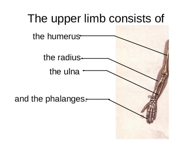 The upper limb consists of the humerus the radius the ulna and the phalanges.
