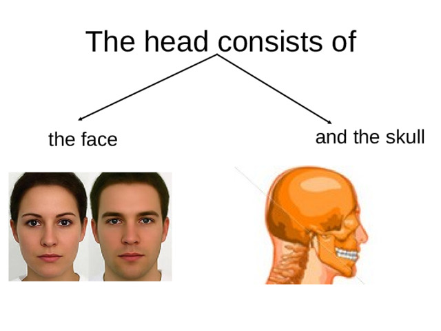 The head consists of and the skull the face