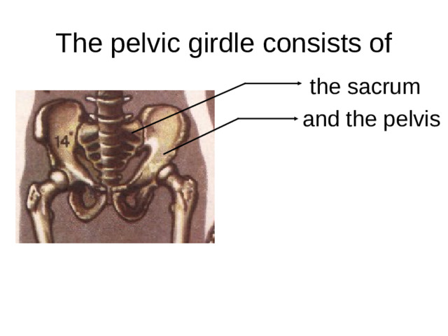 The pelvic girdle consists of the sacrum and the pelvis