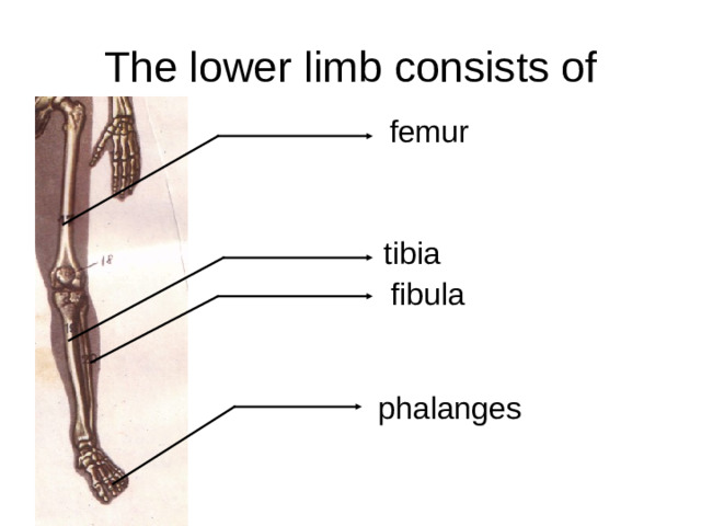 The lower limb consists of femur tibia fibula phalanges