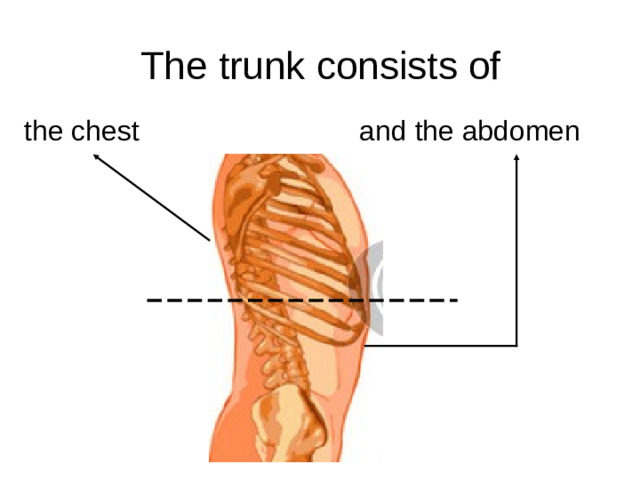 The trunk consists of the chest and the abdomen