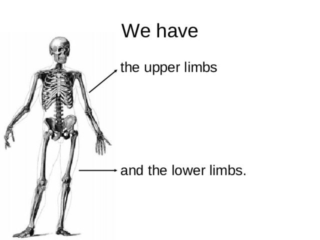 We have the upper limbs and the lower limbs.