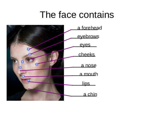 The face contains a forehead eyebrows eyes cheeks a nose a mouth lips a chin