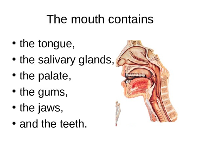 The mouth contains