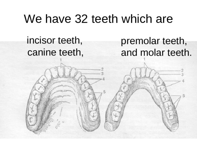 We have 32 teeth which are  incisor teeth,  canine teeth, premolar teeth, and molar teeth.
