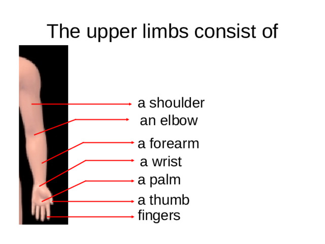 The upper limbs consist of a shoulder an elbow a forearm a wrist a palm a thumb fingers