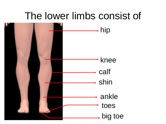 The lower limbs consist of hip knee calf shin ankle toes big toe